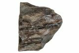 Fossil Dinosaur (Triceratops) Shed Tooth - Montana #288093-1